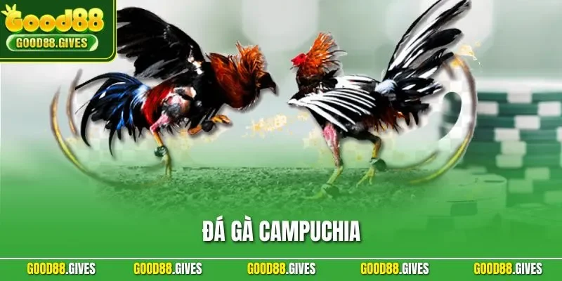 Đá Gà Campuchia – Trải Nghiệm Chọi Kê Online Hấp Dẫn GOOD88