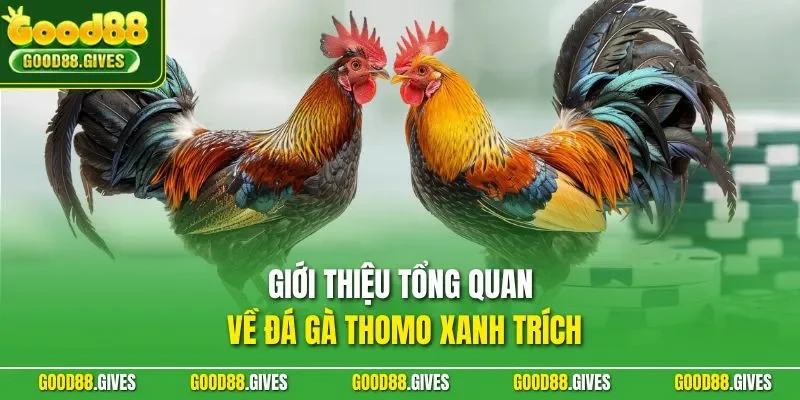 Giới thiệu tổng quan về đá gà thomo xanh trích
