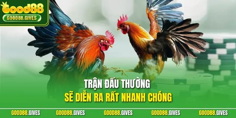 Trận đấu thường sẽ diễn ra rất nhanh chóng